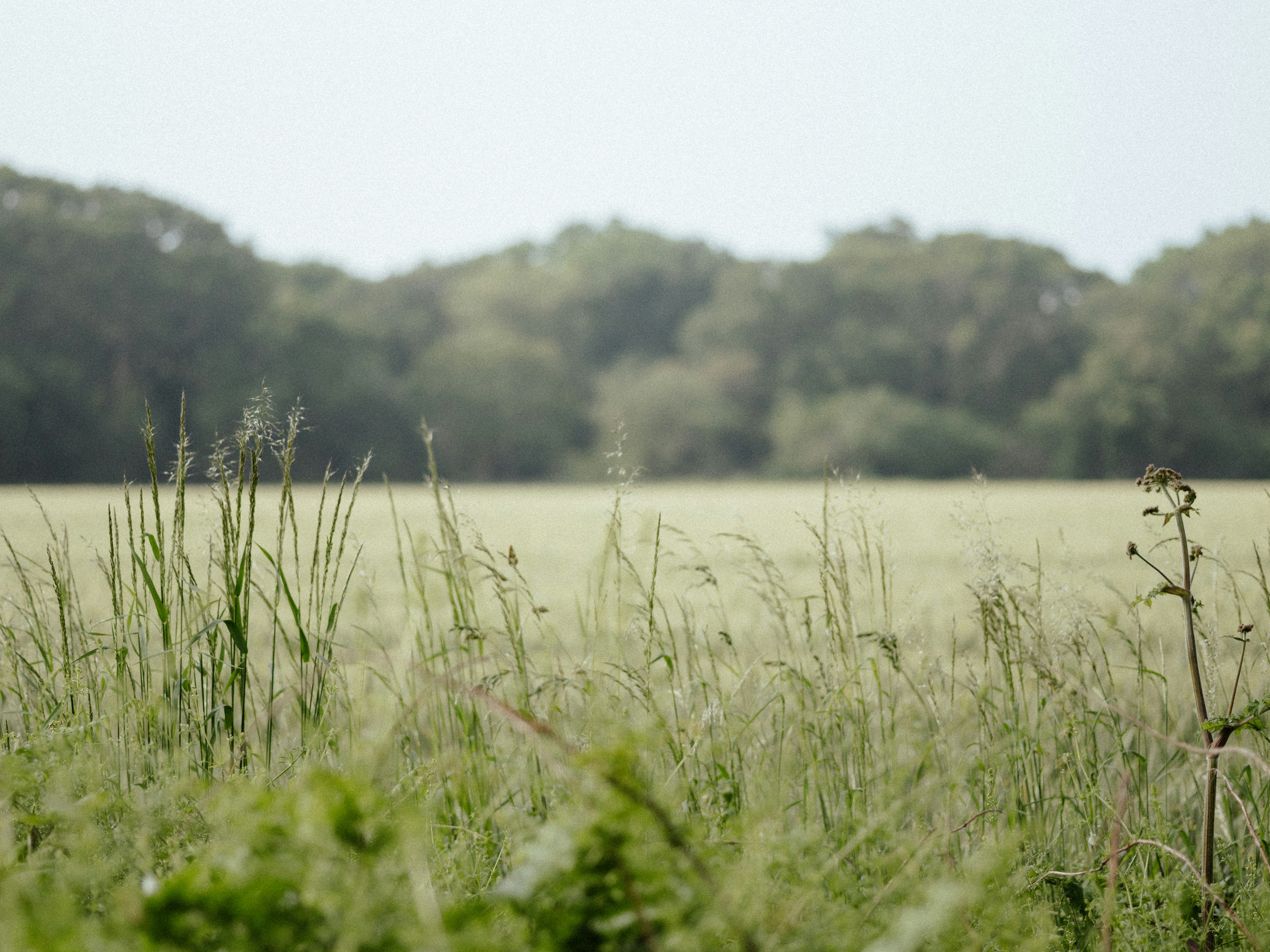 Comentário à Écloga I - Segunda Parte